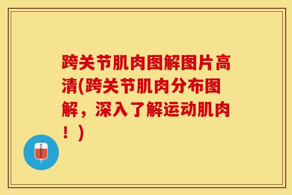 跨关节肌肉图解图片高清(跨关节肌肉分布图解，深入了解运动肌肉！)