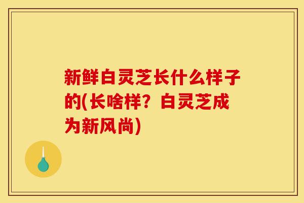 新鲜白灵芝长什么样子的(长啥样？白灵芝成为新风尚)
