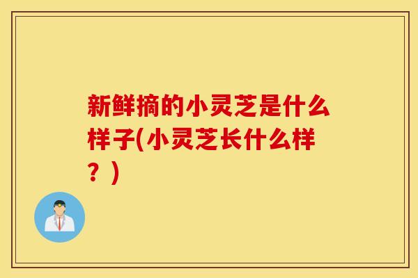 新鲜摘的小灵芝是什么样子(小灵芝长什么样？)