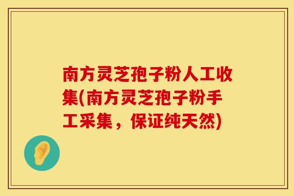 南方灵芝孢子粉人工收集(南方灵芝孢子粉手工采集,保证纯天然) 南方灵芝孢子粉人工收集(南方灵芝孢子粉手工采集,保证纯天然)