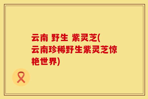云南 野生 紫灵芝(云南珍稀野生紫灵芝惊艳世界)