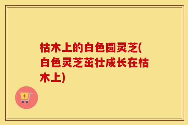 枯木上的白色圆灵芝(白色灵芝茁壮成长在枯木上)