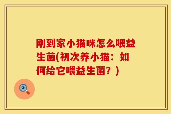 刚到家小猫咪怎么喂益生菌(初次养小猫：如何给它喂益生菌？)
