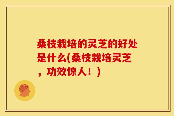 桑枝栽培的灵芝的好处是什么(桑枝栽培灵芝，功效惊人！)
