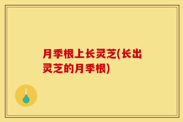 月季根上长灵芝(长出灵芝的月季根)