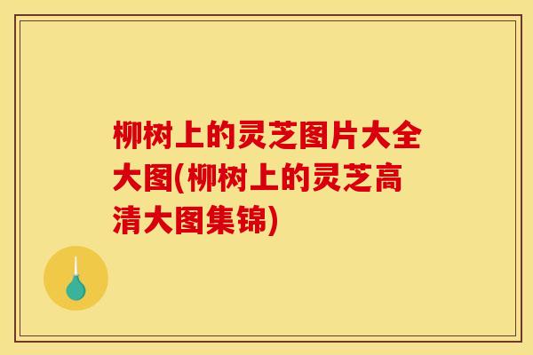 柳树上的灵芝图片大全大图(柳树上的灵芝高清大图集锦)