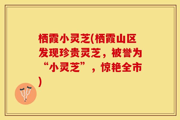 栖霞小灵芝(栖霞山区发现珍贵灵芝，被誉为“小灵芝”，惊艳全市)