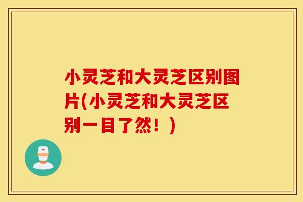 小灵芝和大灵芝区别图片(小灵芝和大灵芝区别一目了然！)