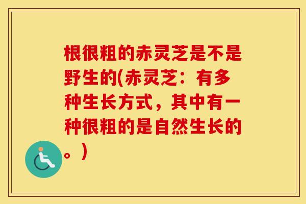 根很粗的赤灵芝是不是野生的(赤灵芝：有多种生长方式，其中有一种很粗的是自然生长的。)