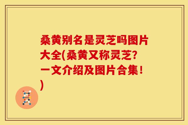 桑黄别名是灵芝吗图片大全(桑黄又称灵芝？一文介绍及图片合集！)