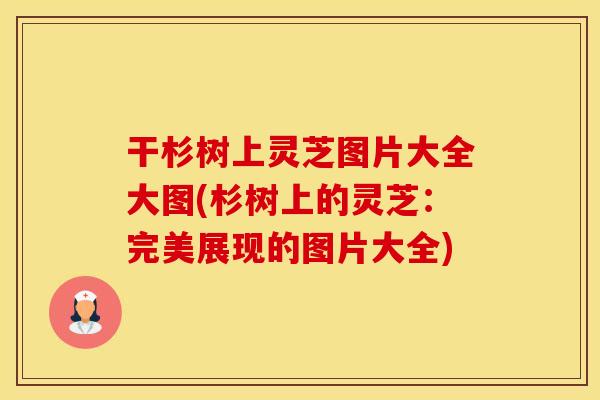 干杉树上灵芝图片大全大图(杉树上的灵芝：完美展现的图片大全)