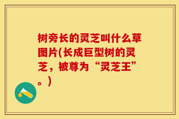 树旁长的灵芝叫什么草图片(长成巨型树的灵芝，被尊为“灵芝王”。)