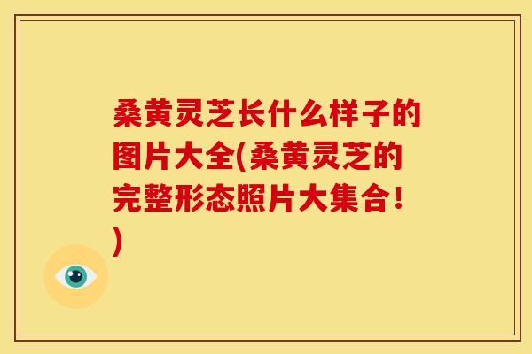 桑黄灵芝长什么样子的图片大全(桑黄灵芝的完整形态照片大集合！)