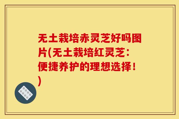 无土栽培赤灵芝好吗图片(无土栽培红灵芝:便捷养护的理想选择!) 无土栽培赤灵芝好吗图片(无土栽培红灵芝:便捷养护的理想选择!)