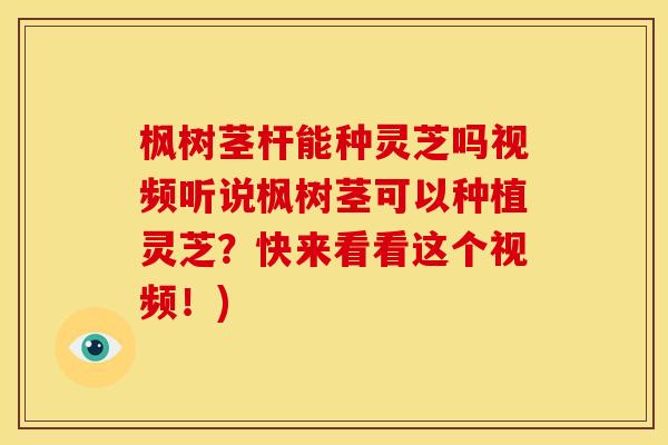 枫树茎杆能种灵芝吗视频听说枫树茎可以种植灵芝？快来看看这个视频！)