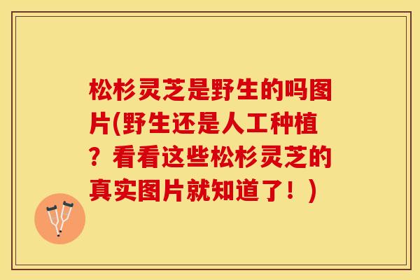 松杉灵芝是野生的吗图片(野生还是人工种植?看看这些松杉灵芝的真实图片就知道了!) 松杉灵芝是野生的吗图片(野生还是人工种植?看看这些松杉灵芝的真实图片就知道了!)
