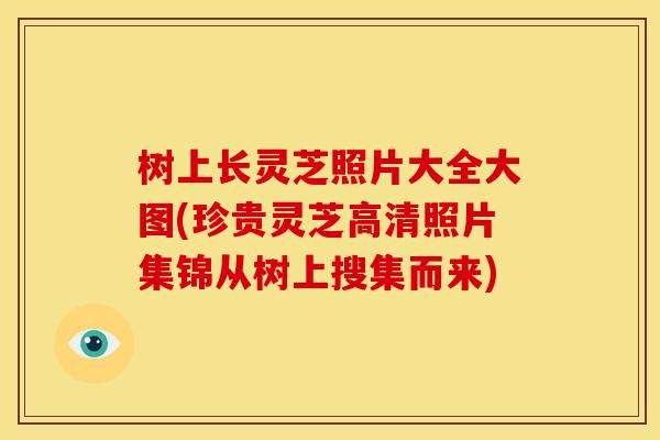 树上长灵芝照片大全大图(珍贵灵芝高清照片集锦从树上搜集而来)