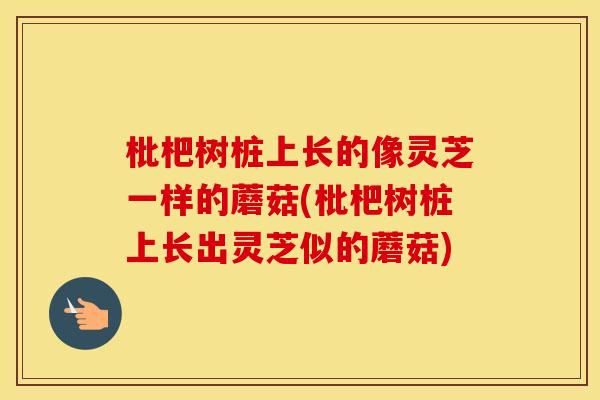 枇杷树桩上长的像灵芝一样的蘑菇(枇杷树桩上长出灵芝似的蘑菇)