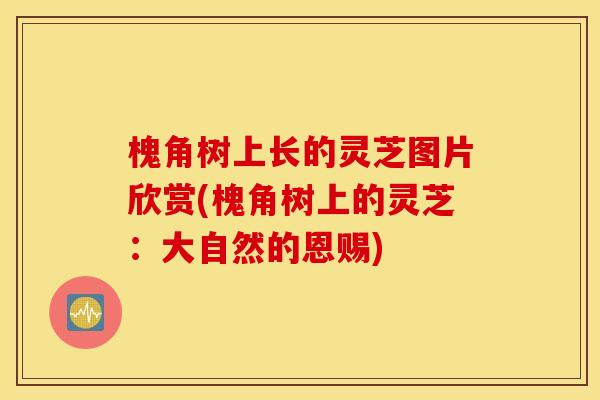 槐角树上长的灵芝图片欣赏(槐角树上的灵芝:大自然的恩赐) 槐角树上长的灵芝图片欣赏(槐角树上的灵芝:大自然的恩赐)