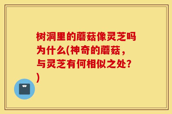树洞里的蘑菇像灵芝吗为什么(神奇的蘑菇，与灵芝有何相似之处？)