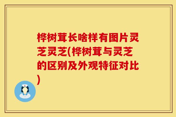 桦树茸长啥样有图片灵芝灵芝(桦树茸与灵芝的区别及外观特征对比)