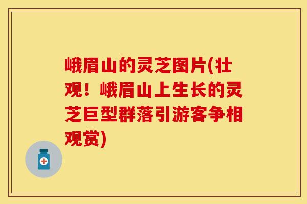 峨眉山的灵芝图片(壮观！峨眉山上生长的灵芝巨型群落引游客争相观赏)