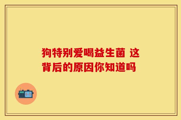 狗特别爱喝益生菌 这背后的原因你知道吗