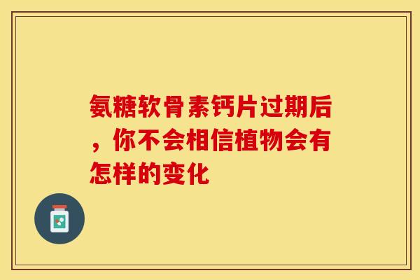 氨糖软骨素钙片过期后，你不会相信植物会有怎样的变化