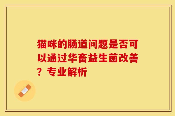 猫咪的肠道问题是否可以通过华畜益生菌改善?专业解析 猫咪的肠道问题是否可以通过华畜益生菌改善?专业解析