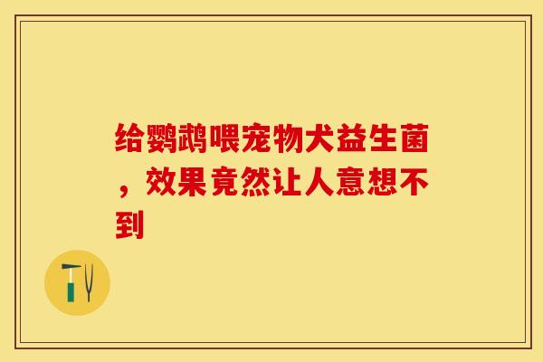 给鹦鹉喂宠物犬益生菌，效果竟然让人意想不到