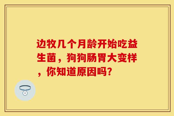边牧几个月龄开始吃益生菌，狗狗肠胃大变样，你知道原因吗？